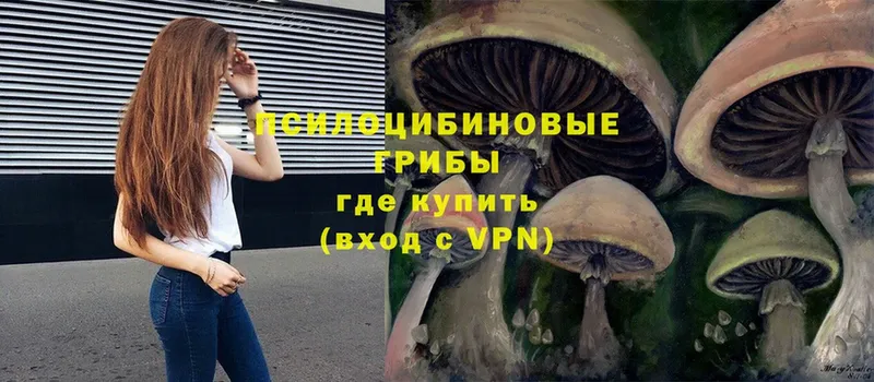 Псилоцибиновые грибы Magic Shrooms  где купить   Староминская 